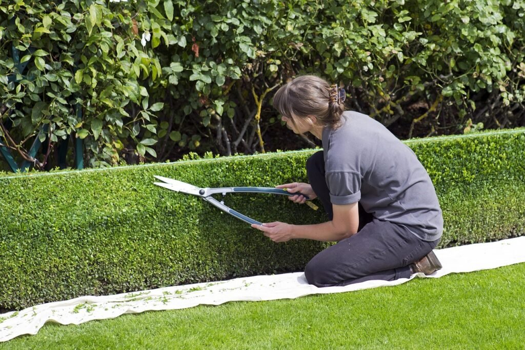 box hedge topiary, shears, gardener, trimming, rhs hyde hall, green box, shears, shears, shears, trimming, trimming, trimming, trimming, trimming